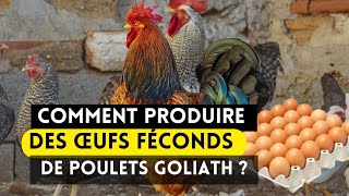 COMMENT PRODUIRE DES ŒUFS FÉCONDS DE POULETS GOLIATH ?