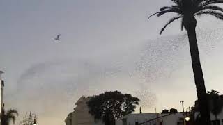 استعراض عجيب خاص بالطيور في ايبريا بطنجة بتاريخ 01/12/2020🦜 😳😳