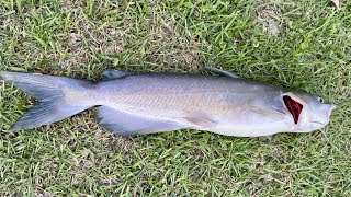 Trying to catch a River Monster  fishing at Mississippis Ross Barnet reservoir!