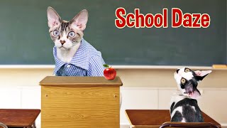 Devon Rex Kitten Goes To School