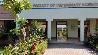 faculty of veterinary science BZU Multan