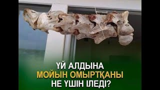 Үй алдына мойыномыртқаны не үшін іледі?