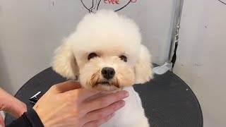 Little Poodle Puppy Grooming | Puppy Grooming | Dog Grooming