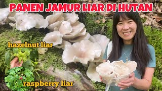 PANEN JAMUR LIAR DI HUTAN NEMU HAZELNUT DAN RASPBERRY LIAR