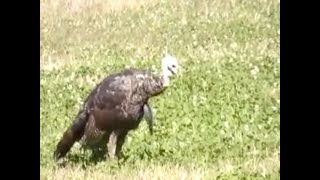 Self Filmed Fall Turkey Hunt