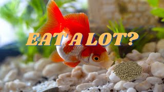 Do goldfish eat a lot? - Should I feed flakes or pellets?