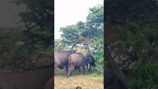 Buffalos gang attack Lion🔥🦁🔥 #viralvideo #wildlife #shortsfeed