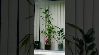 Plants on the windowsill.