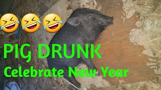 drunk pig