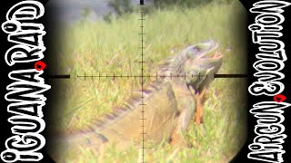 Iguana Pest Control  | South Florida Iguana Invasion | Airgun Evolution