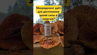 Микродозинг даёт для достижения целей силы и энергию? #ежовик #мухоморныймикродозинг