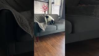 Puppy is angry with the sofa