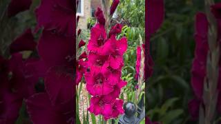 Gladiola a.k.a. Glads Summer Flowers #flowers #cutflowers #pink