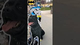 Cane Corso is BATMAN .🦇