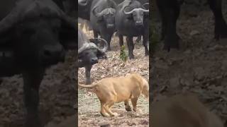 Lions vs. buffalos #shorts #shortsvideo #ytshorts