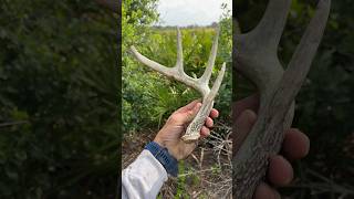 Right in his Buck bed! 🛌. . #antlers #deer #bed #shed