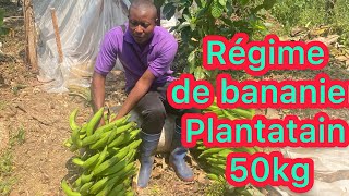 Visite guidée de mon exploitation agricole secret de bananier plantain de mbalmayo