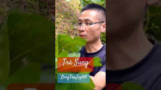 Fig Tea Natural Gift(Trà sung Món quà tự Nhiên ) #trending #shorts #amazing #4k #1k #shorts #amazing