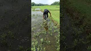 Fishing Video In River Banks. Shorts Video 2024. Amazing Fishing Video 2024 #shorts #bestfishing