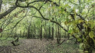 A Calming Rainy and Breezy Walk in an Ancient Woodland