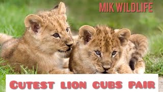 My first ever African loin cubs| cuteness overloaded |