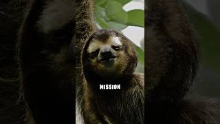 Sloths take a huge risk every week for survival #slothfacts #wildlife #educationalvideo #animallover