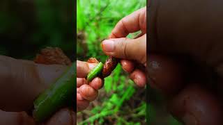 On the childhood power of a spicy stick,spicy stick  food  childhood memories