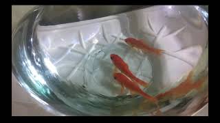 My 3 Pet Goldfish