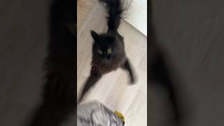 #memes #tiktok #ytshorts #приколы #видео #video #кот #котики #cat