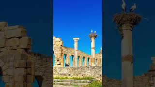 Volubilis: Morocco's Timeless Treasure #shorts #history #ancient