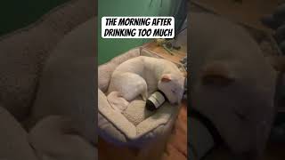 Heavy NIGHT of DRINKING | Funny animals video