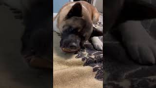 Apollo eats a duck head dog Amsr (volume up)