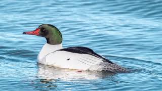 Facts About Goosander