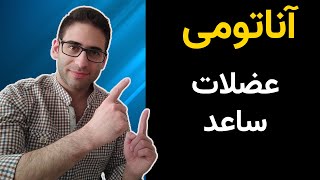 آناتومی عضلات ساعد بدن