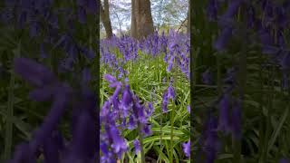 Bluebells fields #nature #naturelovers #bluebells #woods #woodland #alpinefeet #naturewalk #hiking