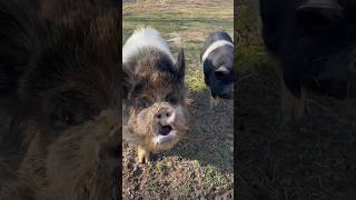 Got Food! #happy #animals #farm #funny #feed