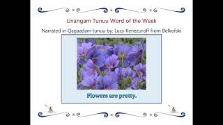 Unangam Tunuu Word of the Week - Chix̂uudngin ix̂amnaadakun. - Flowers are pretty.