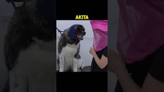 Akita | 😲 Most dangerous dog breed in the world