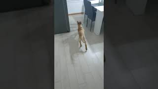 My little crazy labrador(3)