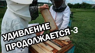 Удивление продолжается Снимаем третий магазин на 42 день разгонки пчёлопакета