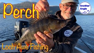 Big Perch Crush the Drop Shot Lures : Fishing Loch Awe.