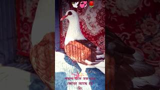 fancy pigeon 🥀💞#YouTube video #viral video #10 billion #trending #top #pigeon #shortsfeed #shorts