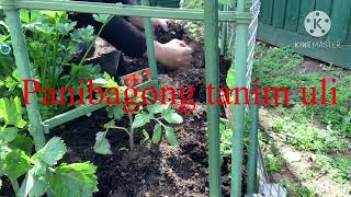 Spring Clean Of Our Vegie Garden #gardening