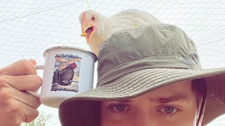 🔴I’m LIVE With My Flock! 🐓🔴Comfort And Corn!☺️🔴