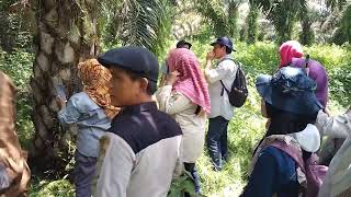 Sekali-kali ke kebun kelapa sawit - jangan di kolam ikan terus😀😀