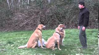 Dog Training Videos