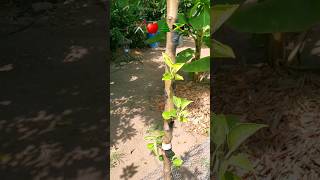 Pruning Multi-Graft Apple Tree for Lateral Growth! 🍎🇯🇲 #pruning #appletrees #graftingexamples