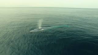 Blue Whales