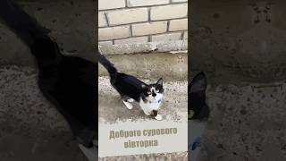 Побажання від Дасті #cat #коти #catlover #побажання #кіт #дасті