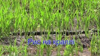 В агрогосподарстві півдня Одещини вперше ризикнули посіяти рис під крапельне зрошення